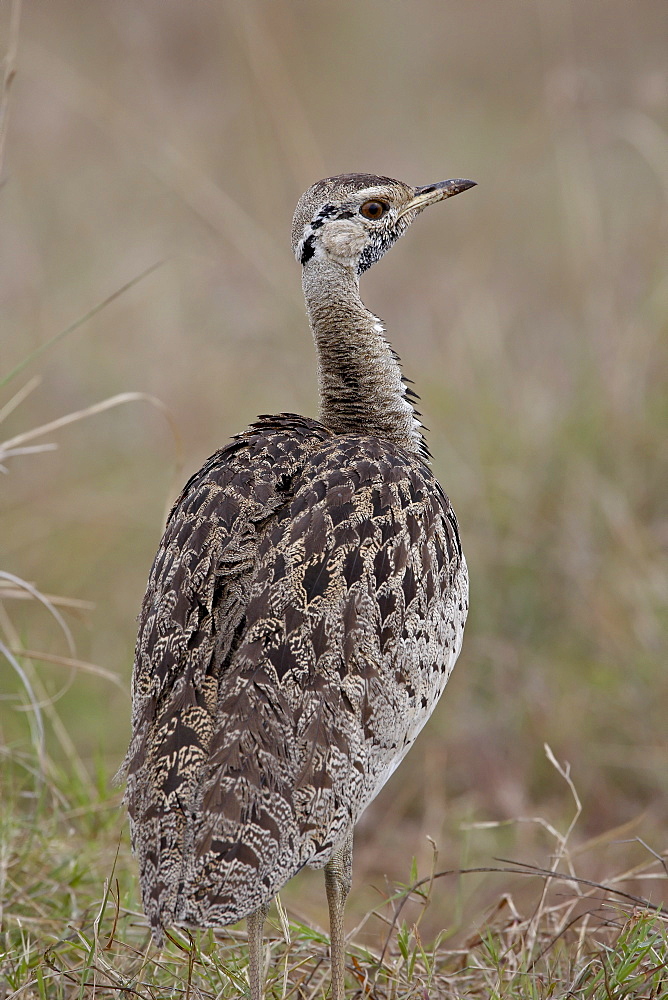 Male Black-Bellied Bustard (Black-Bellied Korhaan) (Eupodotis melanogaster), Masai Mara National Reserve, Kenya, East Africa, Africa