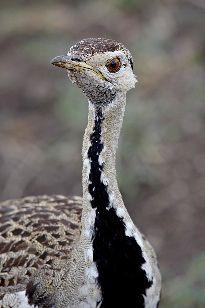 Male Black-Bellied Bustard (Black-Bellied Korhaan) (Eupodotis melanogaster), Masai Mara National Reserve, Kenya, East Africa, Africa