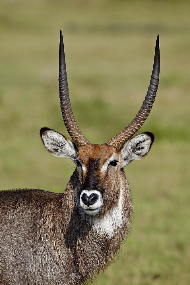 Male Defassa Waterbuck (Kobus ellipsiprymnus defassa), Masai Mara National Reserve, Kenya, East Africa, Africa