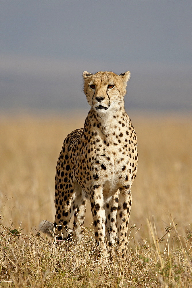 Cheetah (Acinonyx jubatus), Masai Mara National Reserve, Kenya, East Africa, Africa