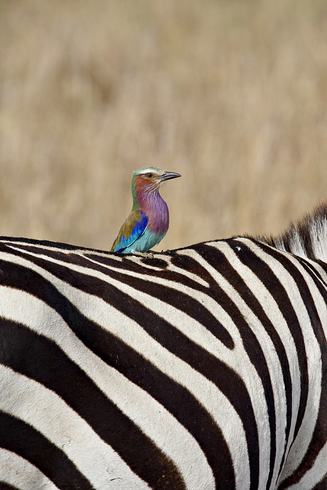 Lilac-Breasted Roller (Coracias caudata) on the back of a Grants Zebra (Plains Zebra) (Common Zebra) (Equus burchelli boehmi), Masai Mara National Reserve, Kenya, East Africa, Africa