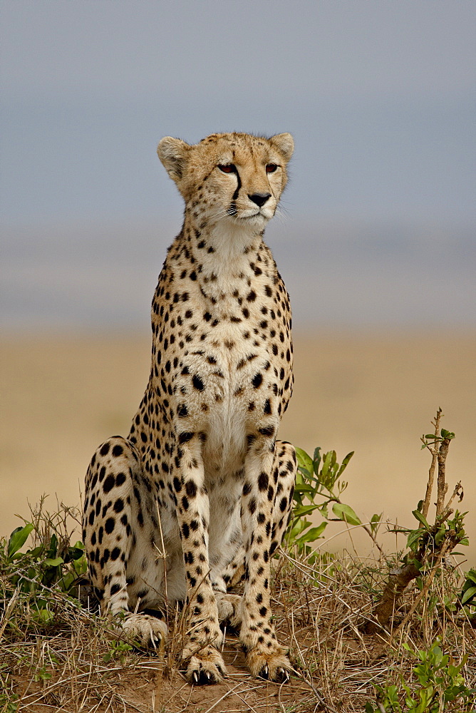 Cheetah (Acinonyx jubatus), Masai Mara National Reserve, Kenya, East Africa, Africa