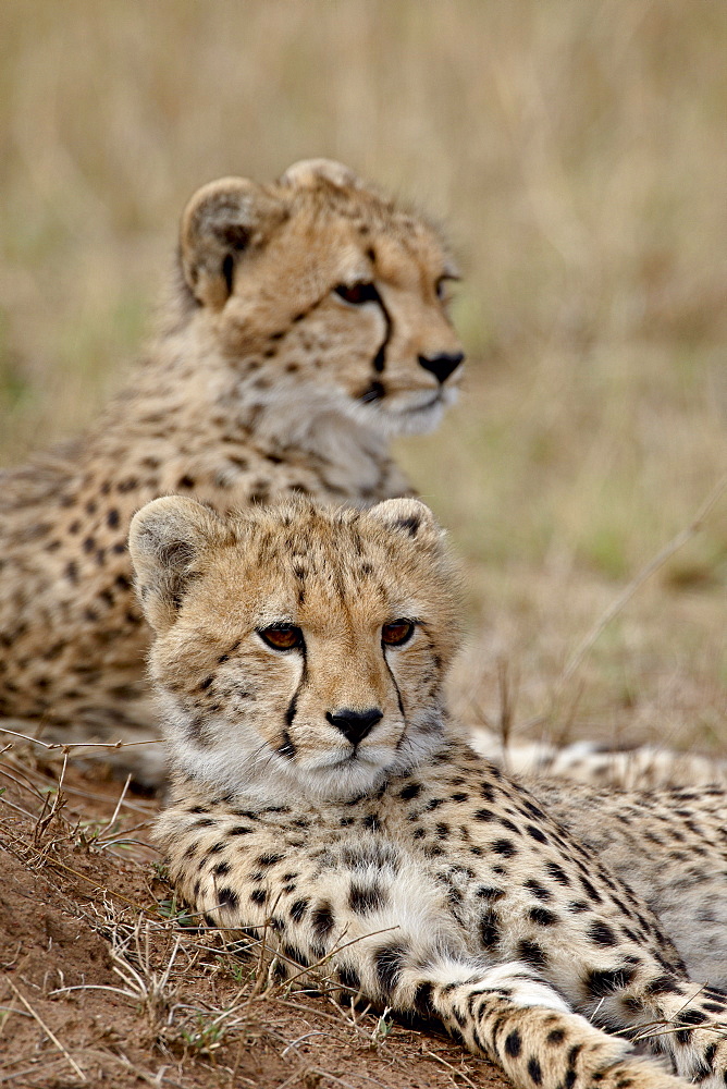 Two Cheetah (Acinonyx jubatus) cubs, Masai Mara National Reserve, Kenya, East Africa, Africa