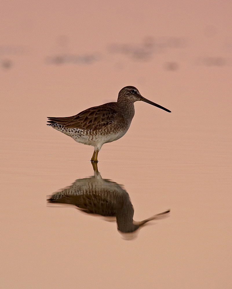 Short-Billed Dowitcher (Limnodromus griseus) reflected at sunset, Sonny Bono Salton Sea National Wildlife Refuge, California, United States of America, North America