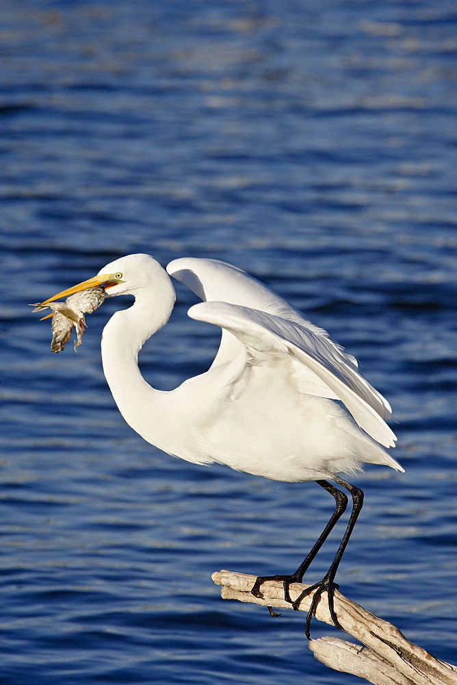 Great Egret (Ardea alba) with a fish, Sonny Bono Salton Sea National Wildlife Refuge, California, United States of America, North America