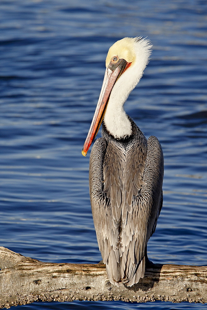 American White Pelican (Pelecanus erythrorhynchos), Sonny Bono Salton Sea National Wildlife Refuge, California, United States of America, North America