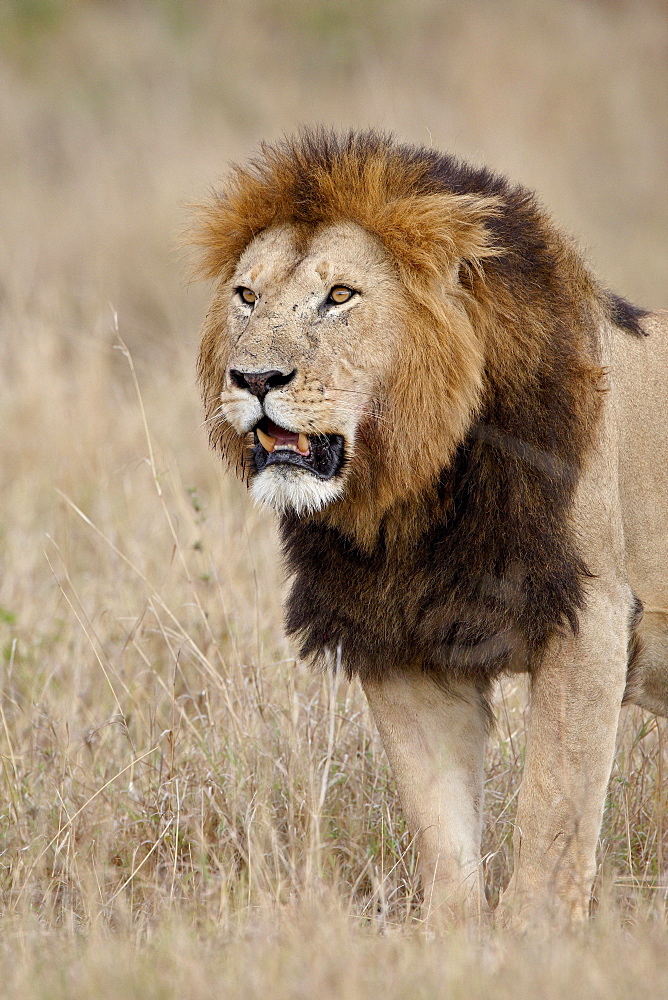 Lion (Panthera leo), Masai Mara National Reserve, Kenya, East Africa, Africa