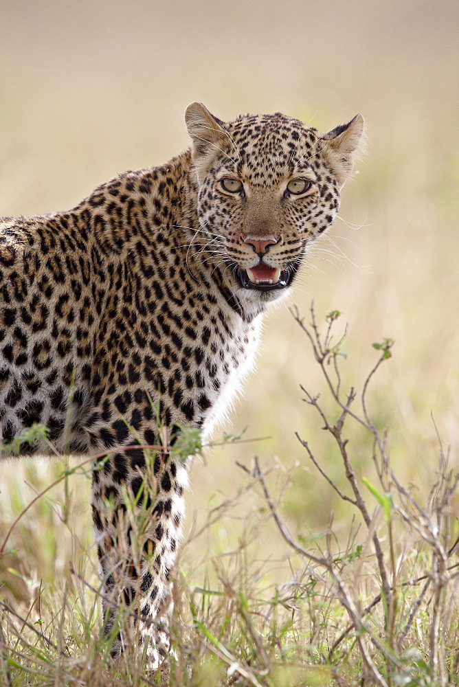 Leopard (Panthera pardus), Masai Mara National Reserve, Kenya, East Africa, Africa