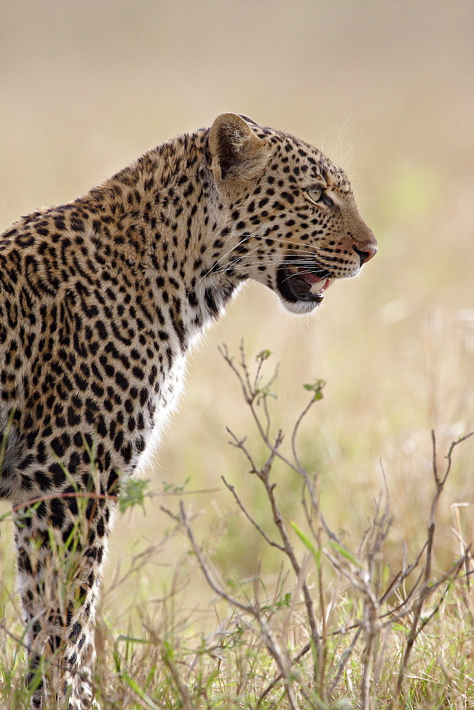 Leopard (Panthera pardus), Masai Mara National Reserve, Kenya, East Africa, Africa