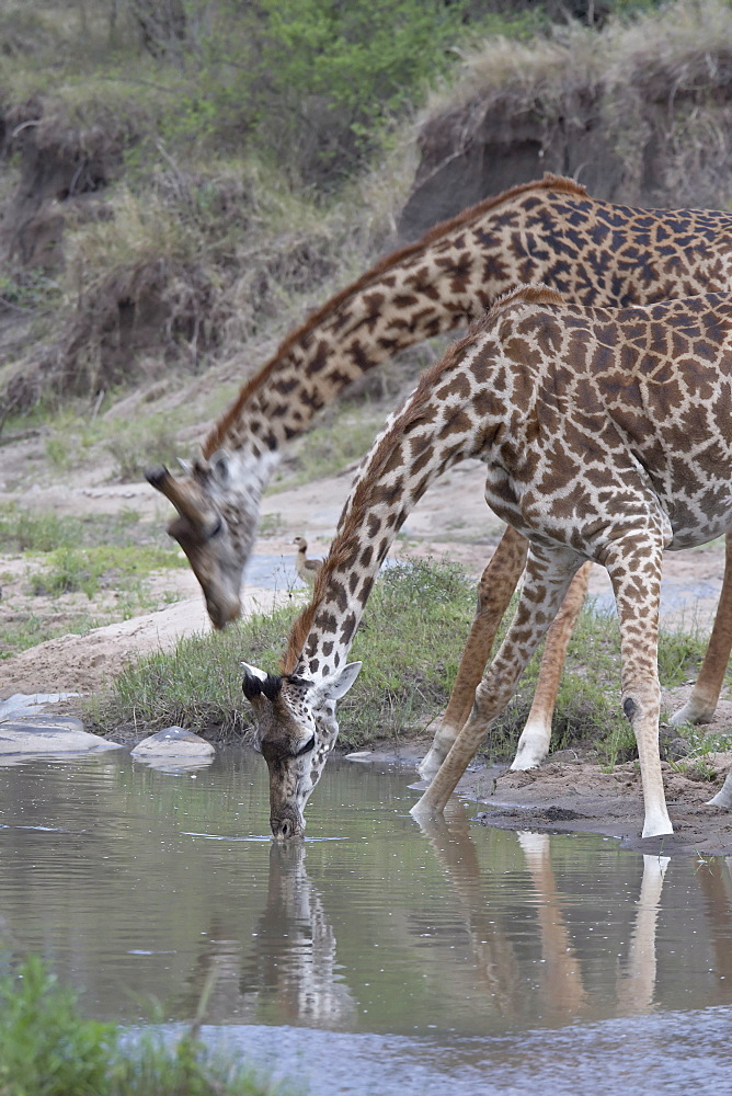 Two Masai giraffe (Giraffa camelopardalis tippelskirchi) drinking, Masai Mara National Reserve, Kenya, East Africa, Africa