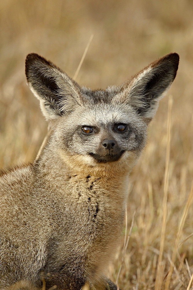 Bat-eared fox (Otocyon megalotis), Masai Mara National Reserve, Kenya, East Africa, Africa