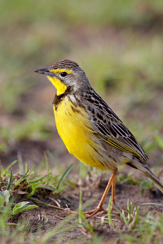 Yellow-throated longclaw (Macronyx croceus), Masai Mara National Reserve, Kenya, East Africa, Africa