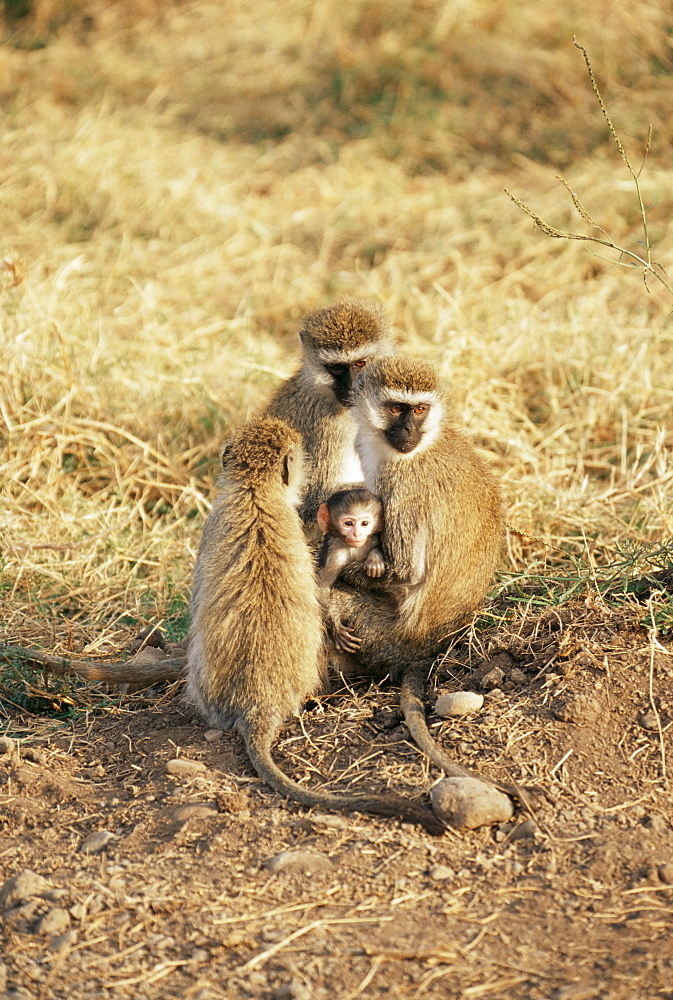 Vervet monkey with infant (Ceropithecus aethiops), Ngorongoro Crater, Tanzania, East Africa, Africa