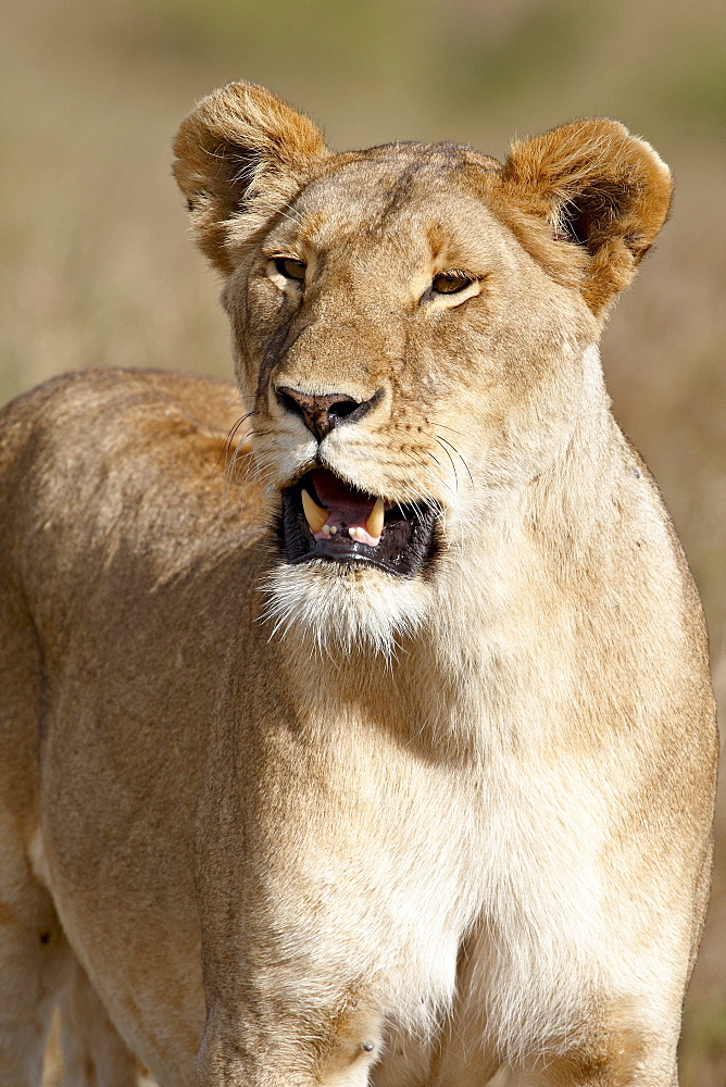 Lioness (Panthera leo), Masai Mara National Reserve, Kenya, East Africa, Africa