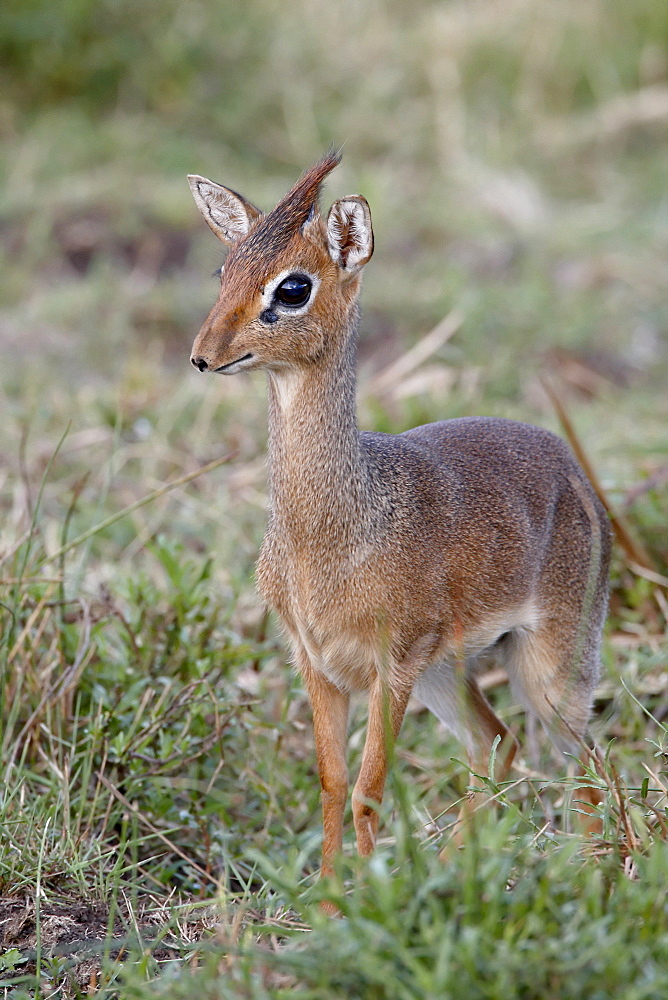 Kirk's dik-dik (Madoqua kirkii), Masai Mara National Reserve, Kenya, East Africa, Africa