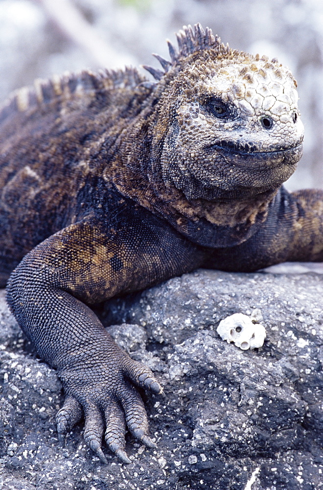 Marine iguana (Amblyrhynchus cristatus), Isabela Island, Galapagos Islands, Ecuador, Pacific, South America