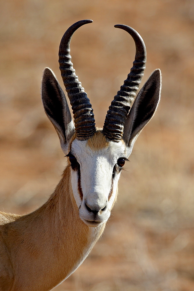 Male springbok (Antidorcas marsupialis), Kgalagadi Transfrontier Park, former Kalahari Gemsbok National Park, South Africa