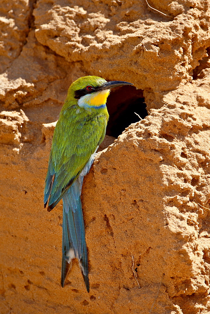 Swallow-tailed bee-eater (Merops hirundineus), Kgalagadi Transfrontier Park, South Africa