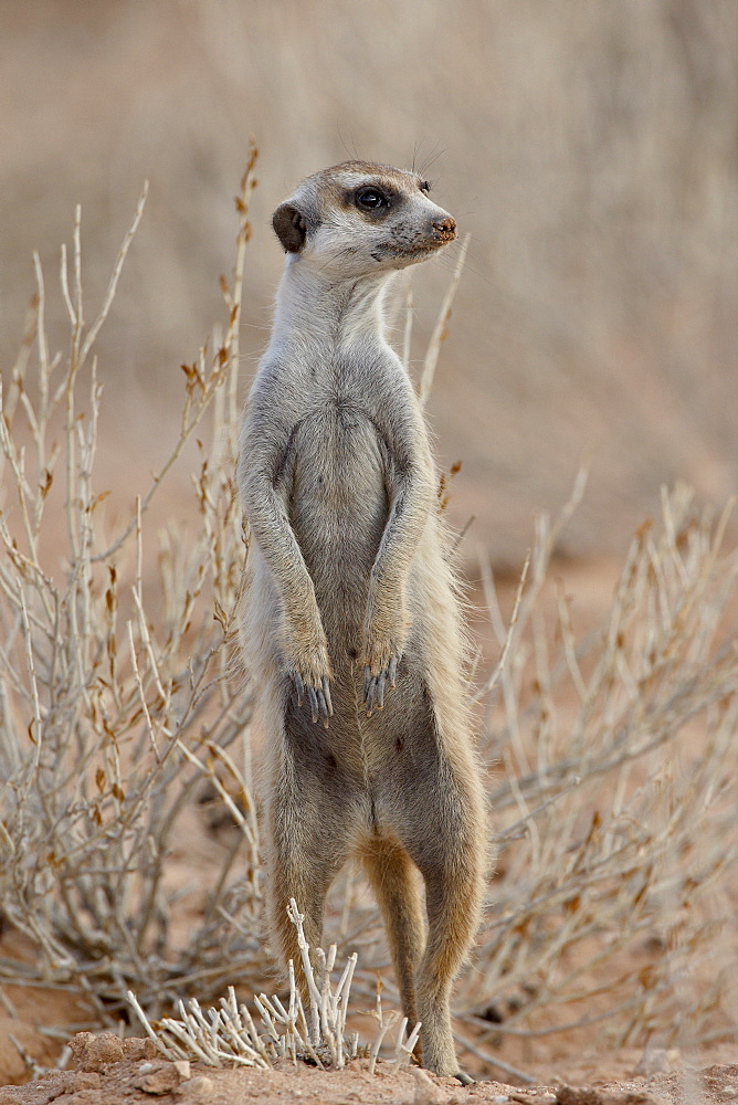 Meerkat (suricate) (Suricata suricatta) standing on its hind legs, Kgalagadi Transfrontier Park, South Africa