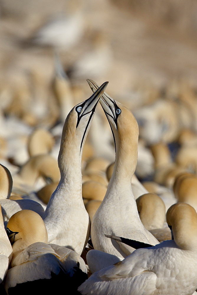 Cape gannet (Morus capensis) pair necking, Bird Island, Lambert's Bay, South Africa, Africa