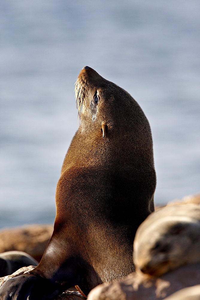 Cape fur seal (South African fur seal) (Arctocephalus pusillus), Elands Bay, South Africa, Africa