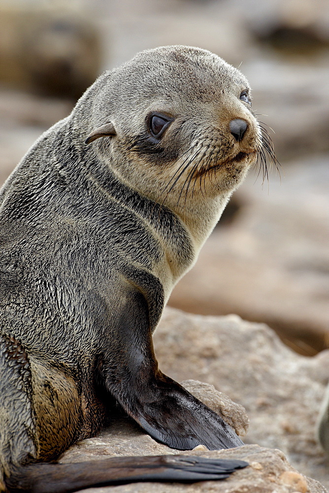 Cape fur seal (South African fur seal) (Arctocephalus pusillus) pup, Elands Bay, South Africa, Africa