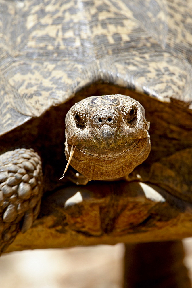 Leopard tortoise (Geochelone pardalis), Swartberg Pass, South Africa, Africa