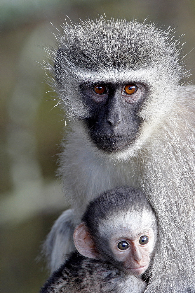 Vervet monkey (Chlorocebus aethiops) mother and infant, Mountain Zebra National Park, South Africa, Africa