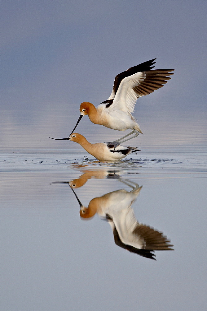 American avocet (Recurvirostra americana) pair mating, Antelope Island State Park, Utah, United States of America, North America