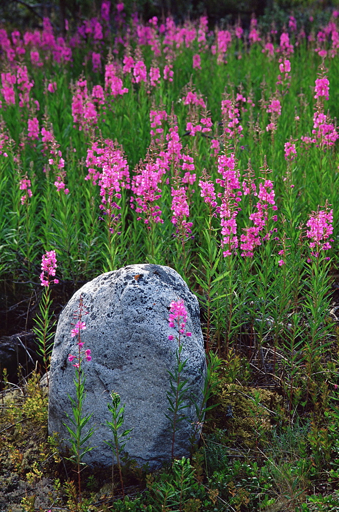 Boulder and common fireweed (Epilobium angustifolium), Matanuska Glacier, Alaska, United States of America, North America