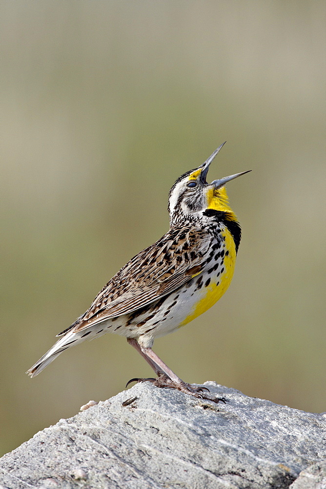 Western meadowlark (Sturnella neglecta) calling, Antelope Island State Park, Utah, United States of America, North America