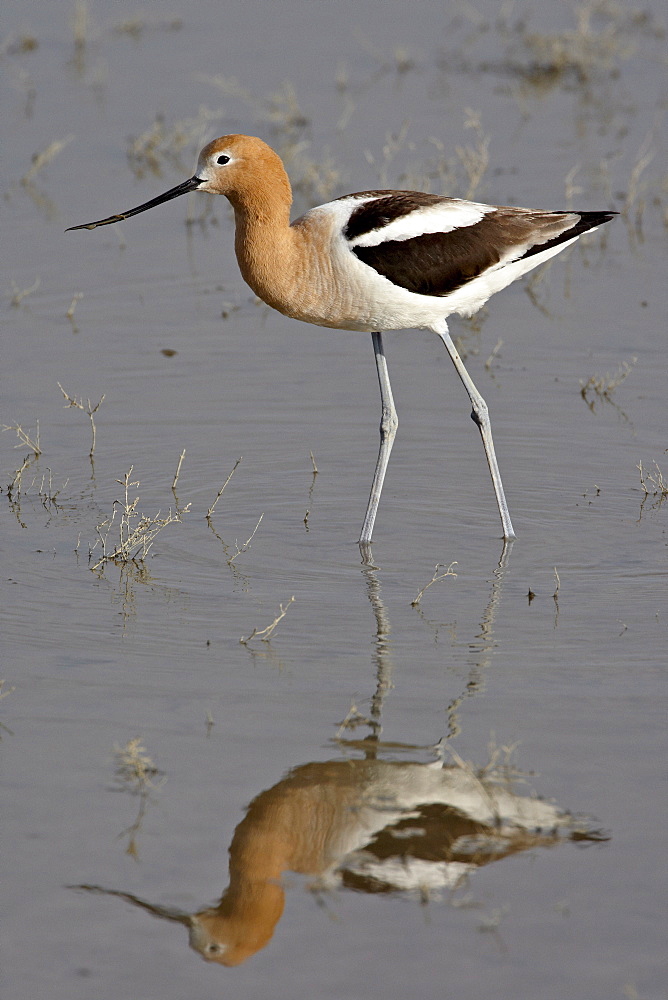 American avocet (Recurvirostra americana) wading, Bear River Migratory Bird Refuge, Utah, United States of America