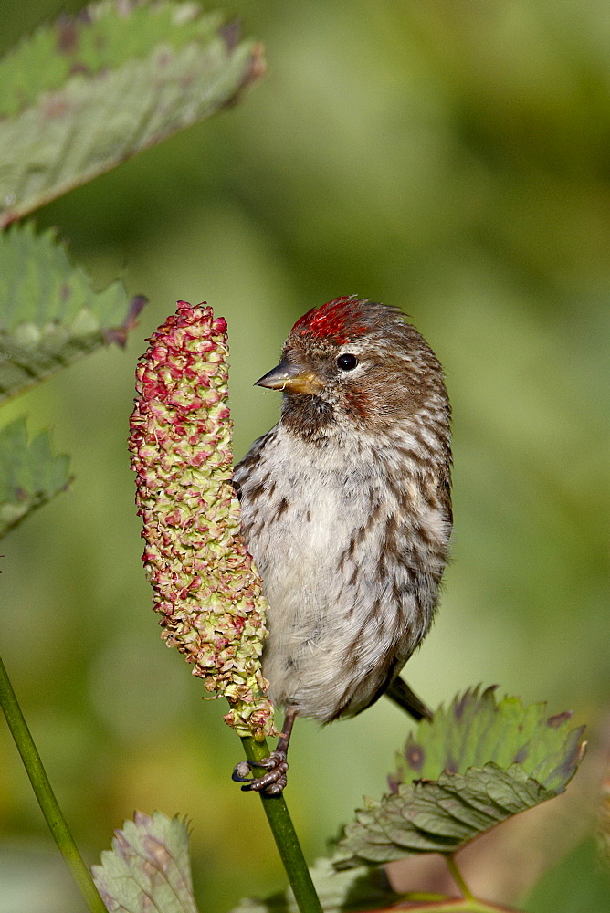 Female common redpoll (Carduelis flammea), Archangel Pass, Alaska, United States of America, North America