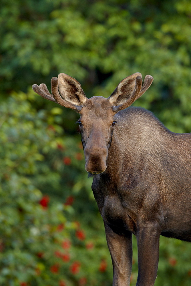 Young bull moose (Alces alces), Kincaid Park, Anchorage, Alaska, United States of America, North America