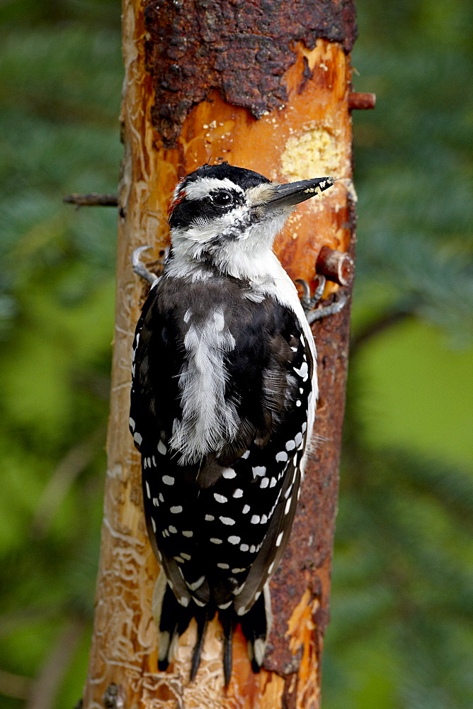 Hairy woodpecker (Picoides villosus) on a magic log, Wasilla, Alaska, United States of America, North America