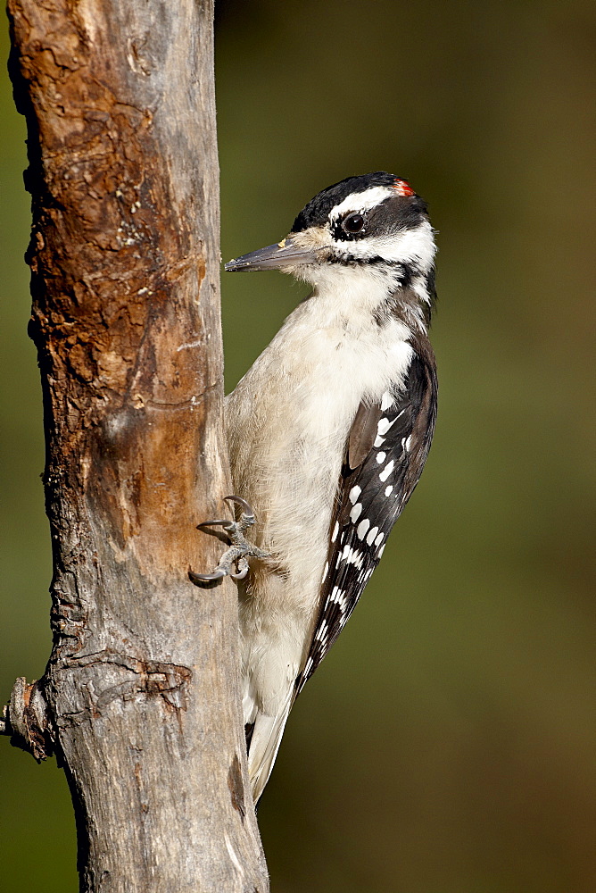 Male hairy woodpecker (Picoides villosus), Wasilla, Alaska, United States of America, North America