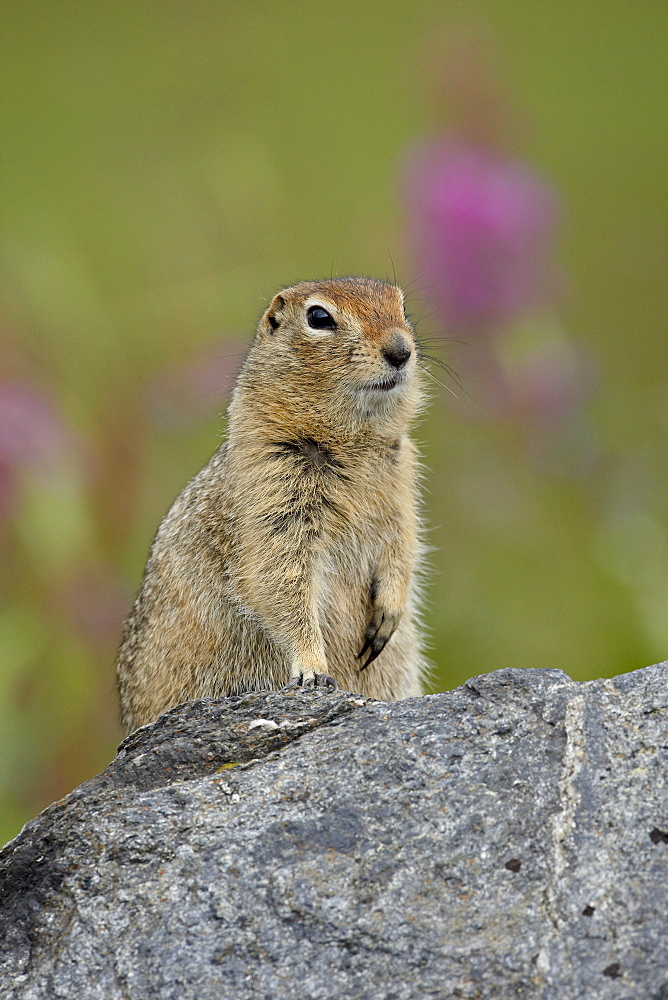 Arctic ground squirrel (Parka squirrel) (Citellus parryi), Hatcher Pass, Alaska, United States of America, North America