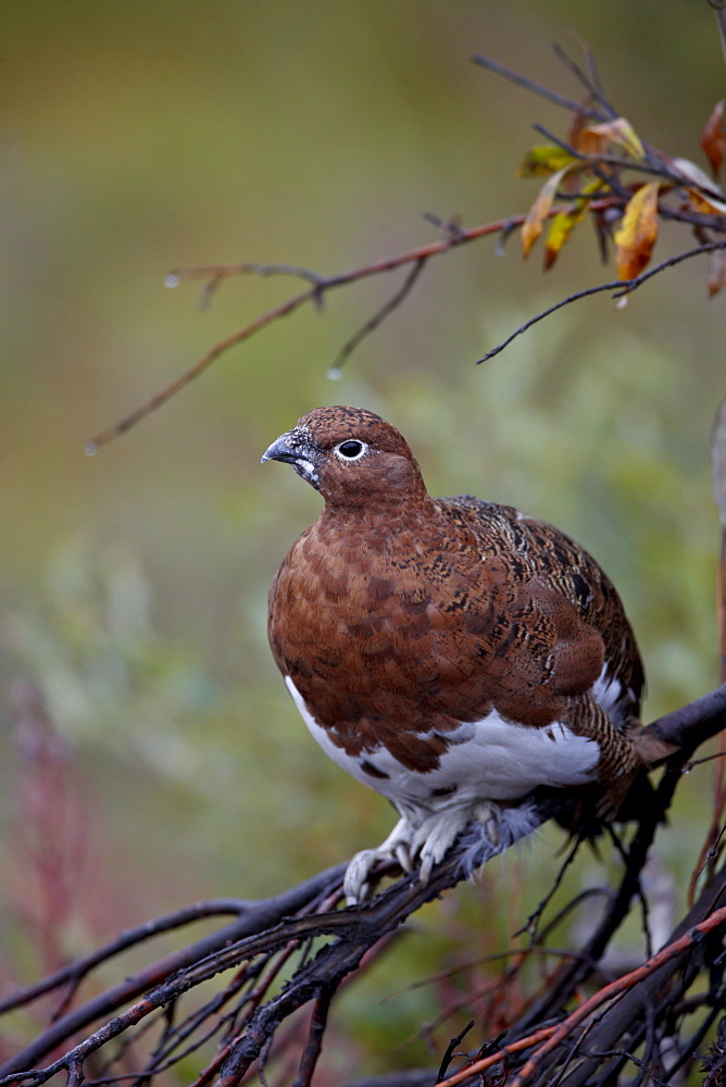 Female willow ptarmigan (Lagopus lagopus), Denali National Park and Preserve, Alaska, United States of America, North America