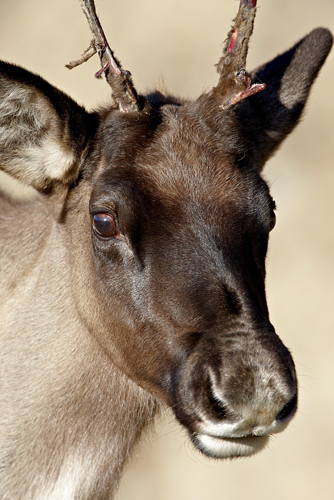 Young Woodland Caribou (Rangifer caribou) buck starting to shed its velvet, Stone Mountain Provincial Park, British Columbia, Canada, North America