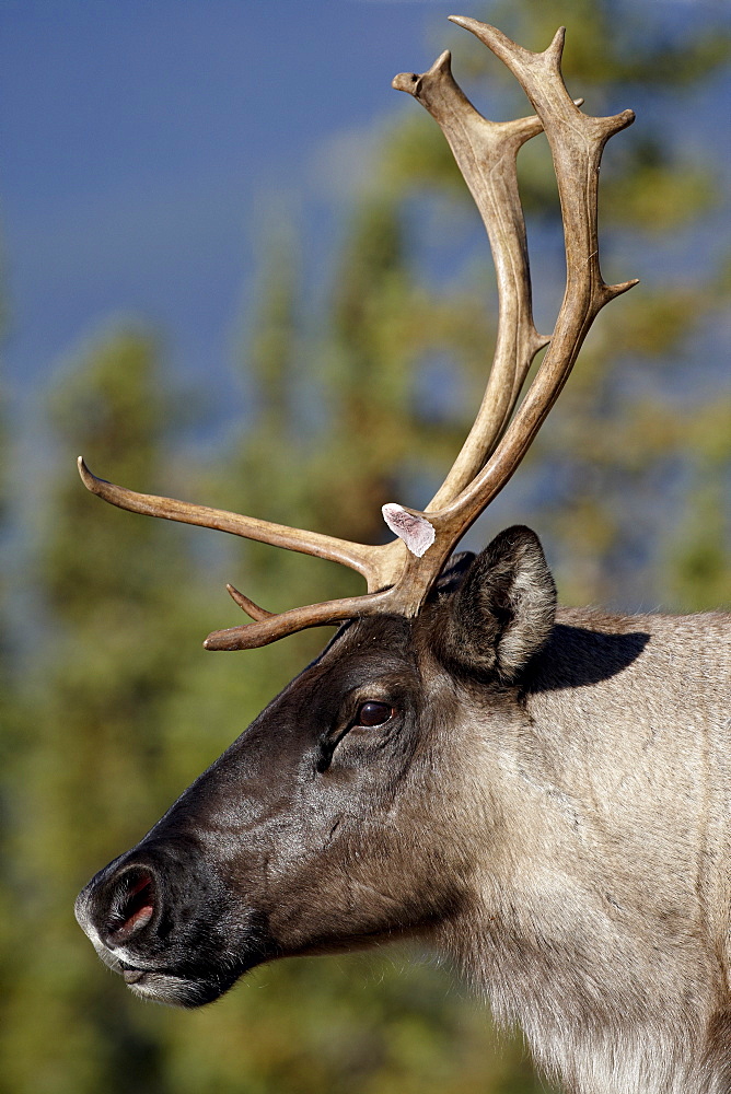 Woodland Caribou (Rangifer caribou) buck, Stone Mountain Provincial Park, British Columbia, Canada, North America