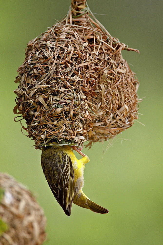 Male Spotted-backed weaver (Village weaver) (Ploceus cucullatus) building a nest, Hluhluwe Game Reserve, South Africa, Africa