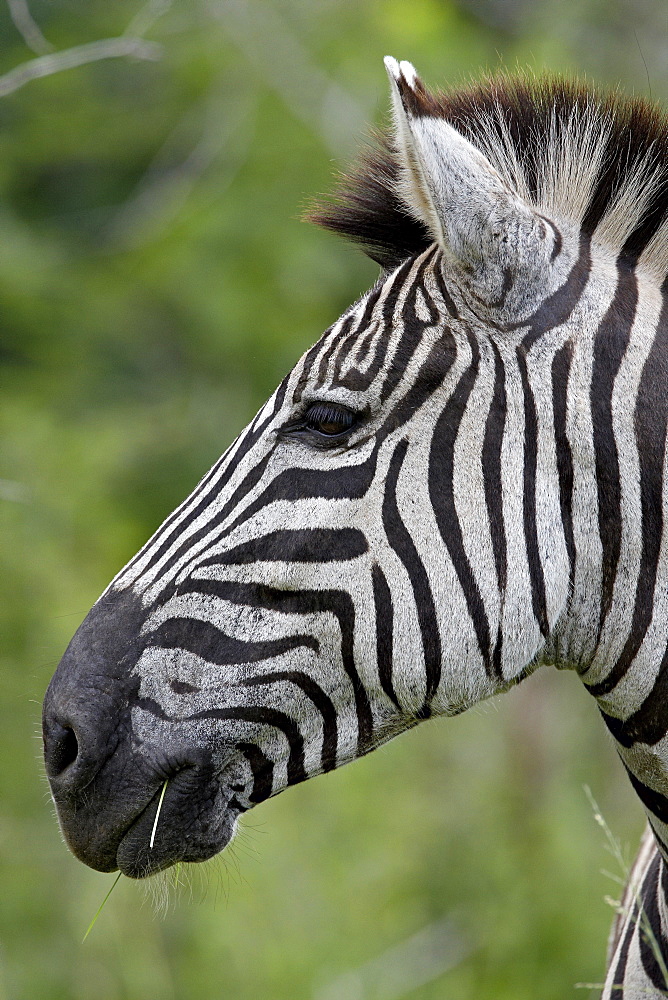 Chapman's Zebra (Plains Zebra) (Equus burchelli antiquorum), Imfolozi Game Reserve, South Africa, Africa