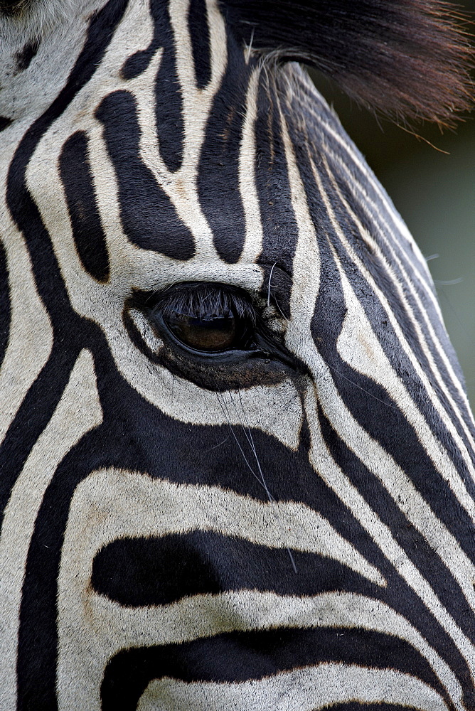 Chapman's Zebra (Plains Zebra) (Equus burchelli antiquorum), Imfolozi Game Reserve, South Africa, Africa