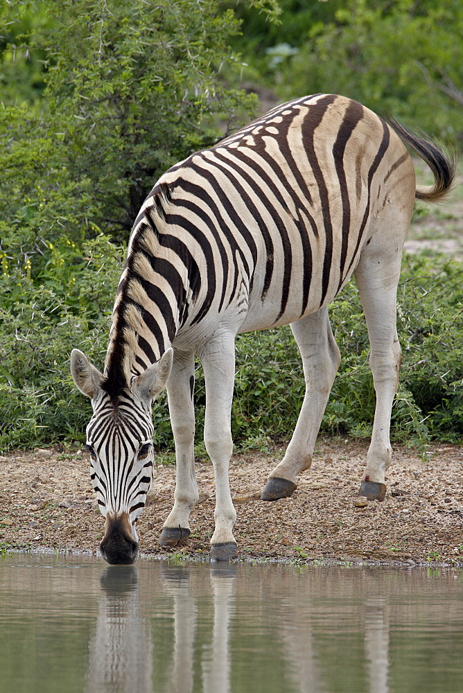 Chapman's Zebra (Plains Zebra) (Equus burchelli antiquorum) drinking, Imfolozi Game Reserve, South Africa, Africa