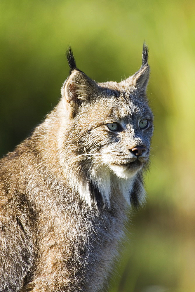 Close-up of a lynx (Lynx canadensis) sitting, in captivity, Sandstone, Minnesota, United States of America, North America