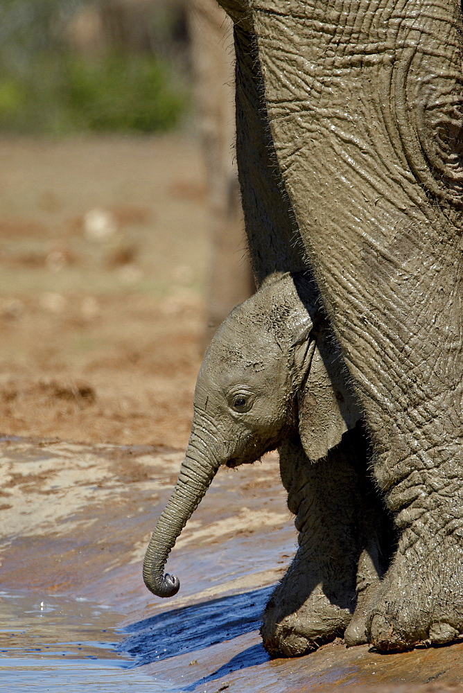 Baby African Elephant (Loxodonta africana) drinking while standing between its mother's legs, Addo Elephant National Park, South Africa, Africa