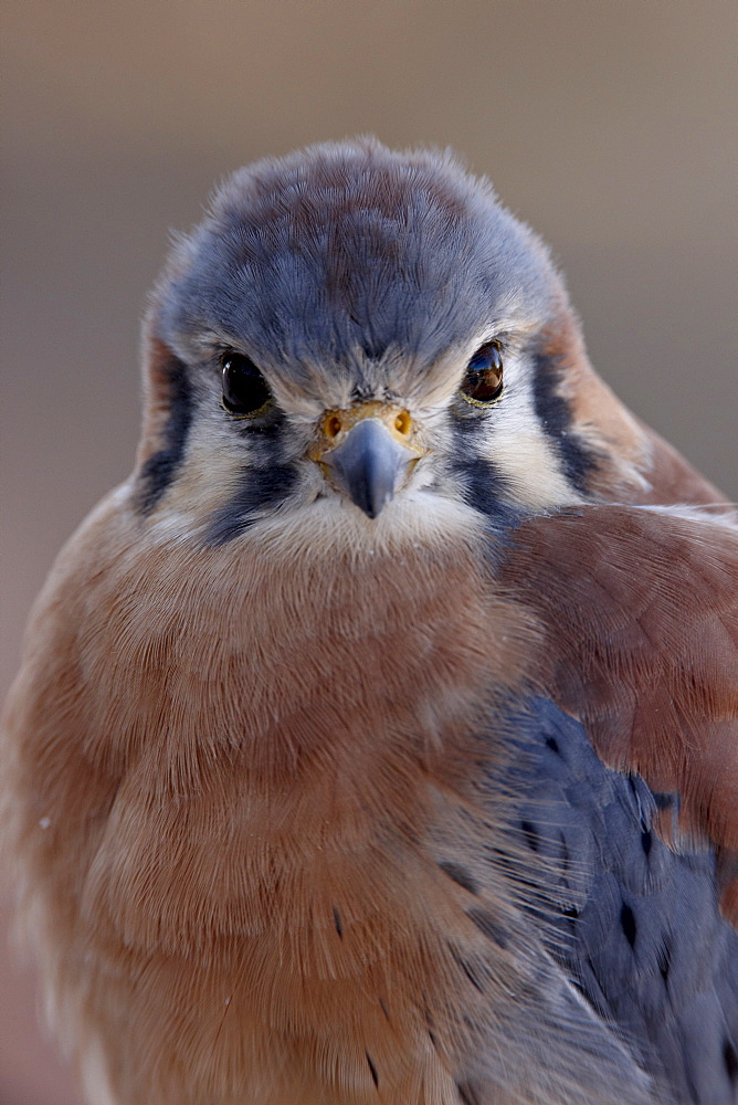 American Kestrel (Sparrow Hawk) (Falco sparverius)  in captivity, Arizona Sonora Desert Museum, Tucson, Arizona, United States of America, North America