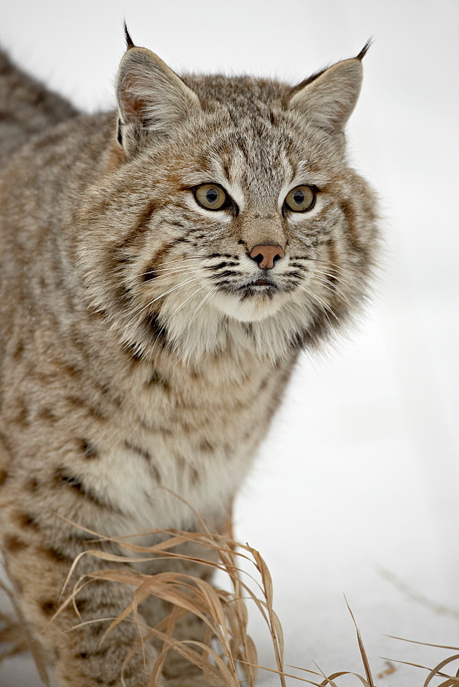 Bobcat (Lynx rufus) in snow in captivity, near Bozeman, Montana, United States of America, North America