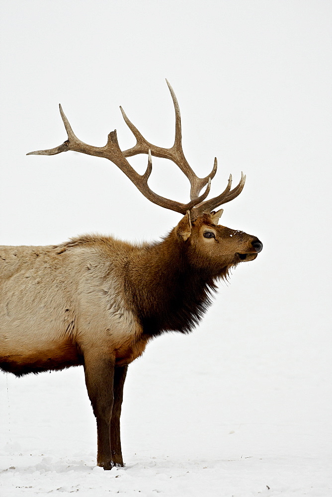 Bull Elk (Cervus canadensis) in snow, Yellowstone National Park, Wyoming, United States of America, North America