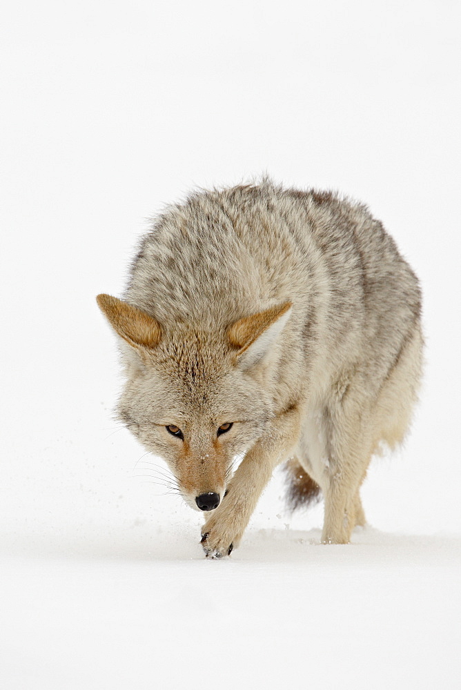 Coyote (Canis latrans) in snow, Yellowstone National Park, Wyoming, United States of America, North America